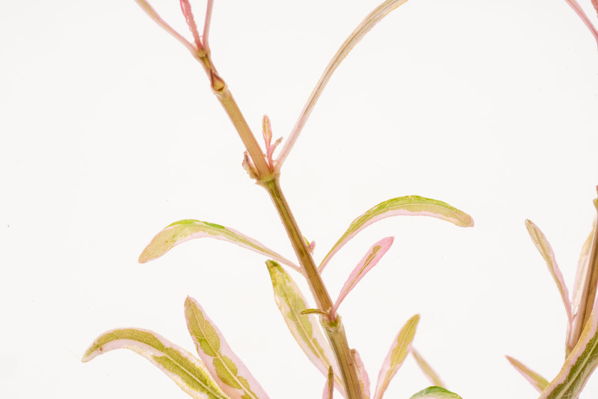 Hygrophila Lancea Chai Rare Aquatic Aquarium Plant