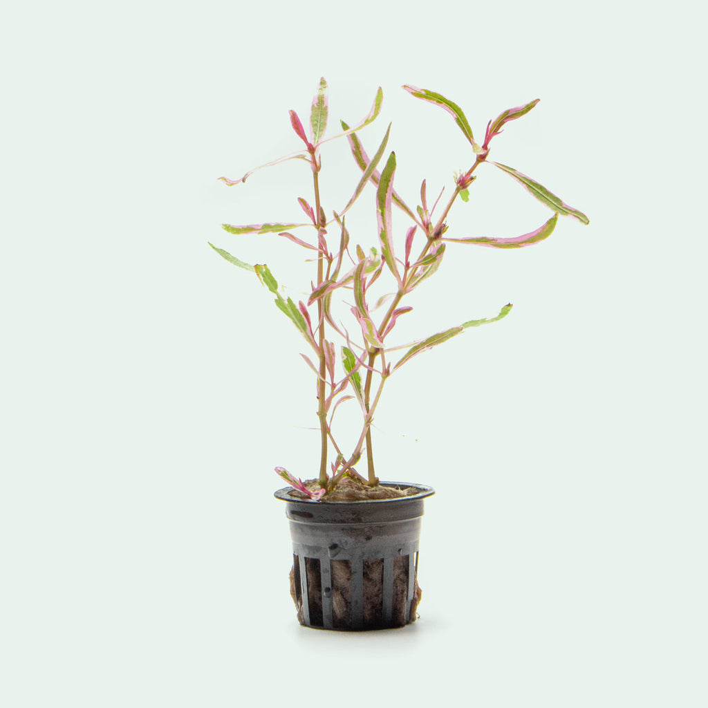 Hygrophila Lancea Chai Rare Aquatic Aquarium Plant  Edit alt text