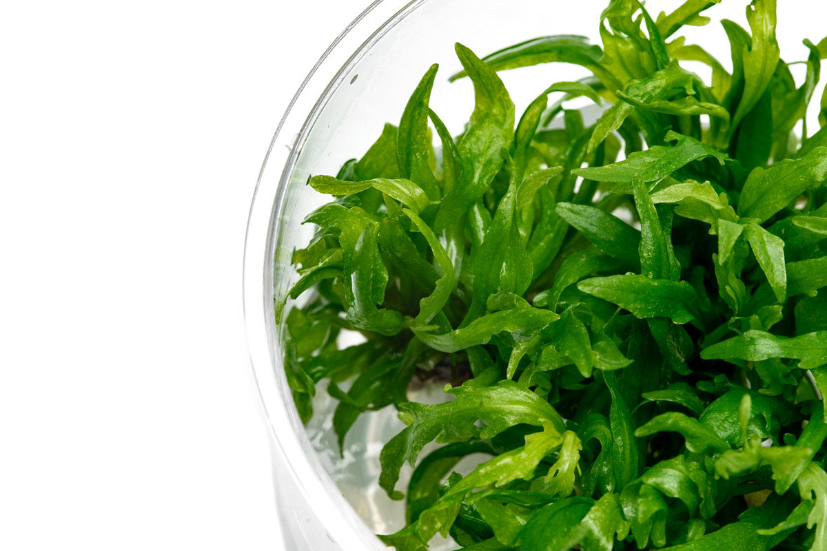 Hygrophila Odora Tissue Culture | Shop Aquarium Plants - Glass Aqua