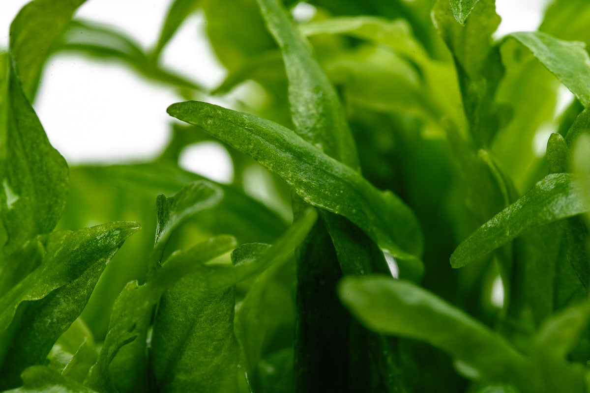 Hygrophila Odora Tissue Culture | Shop Aquarium Plants - Glass Aqua