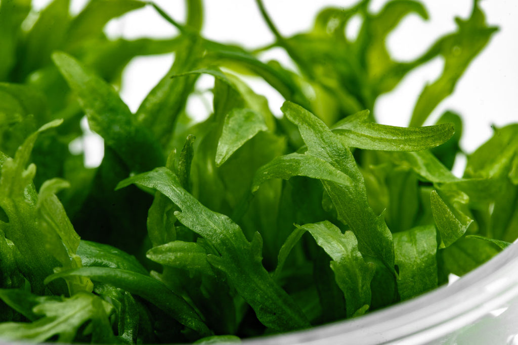 Hygrophila Odora Tissue Culture | Shop Aquarium Plants - Glass Aqua