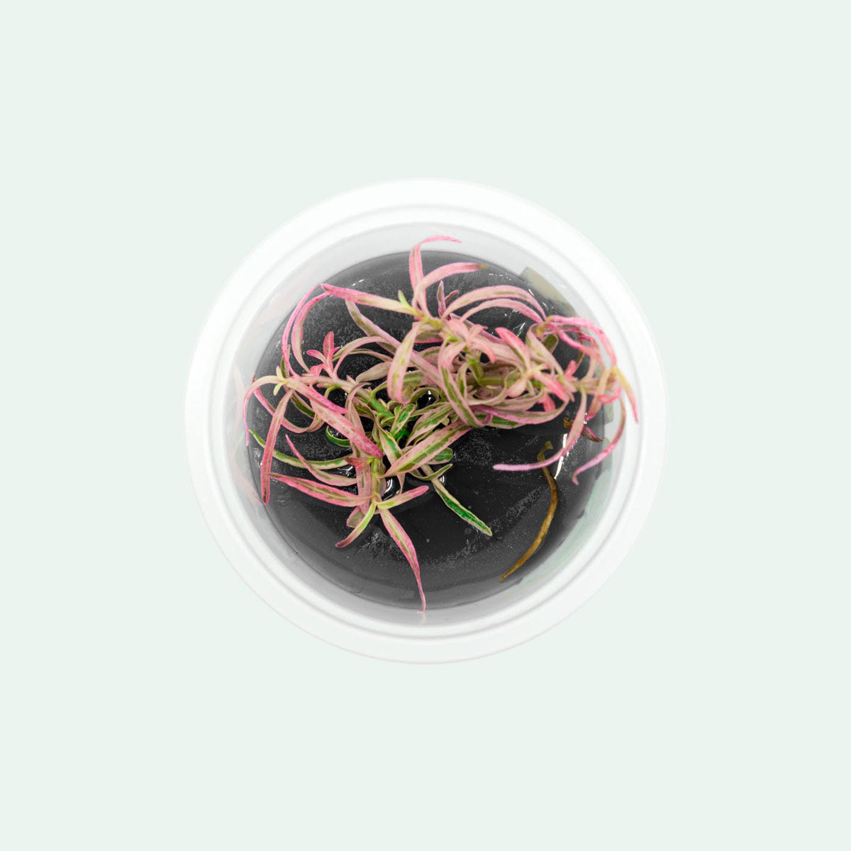 Shop Hygrophila Chai Aquatic Plants - Glass Aqua