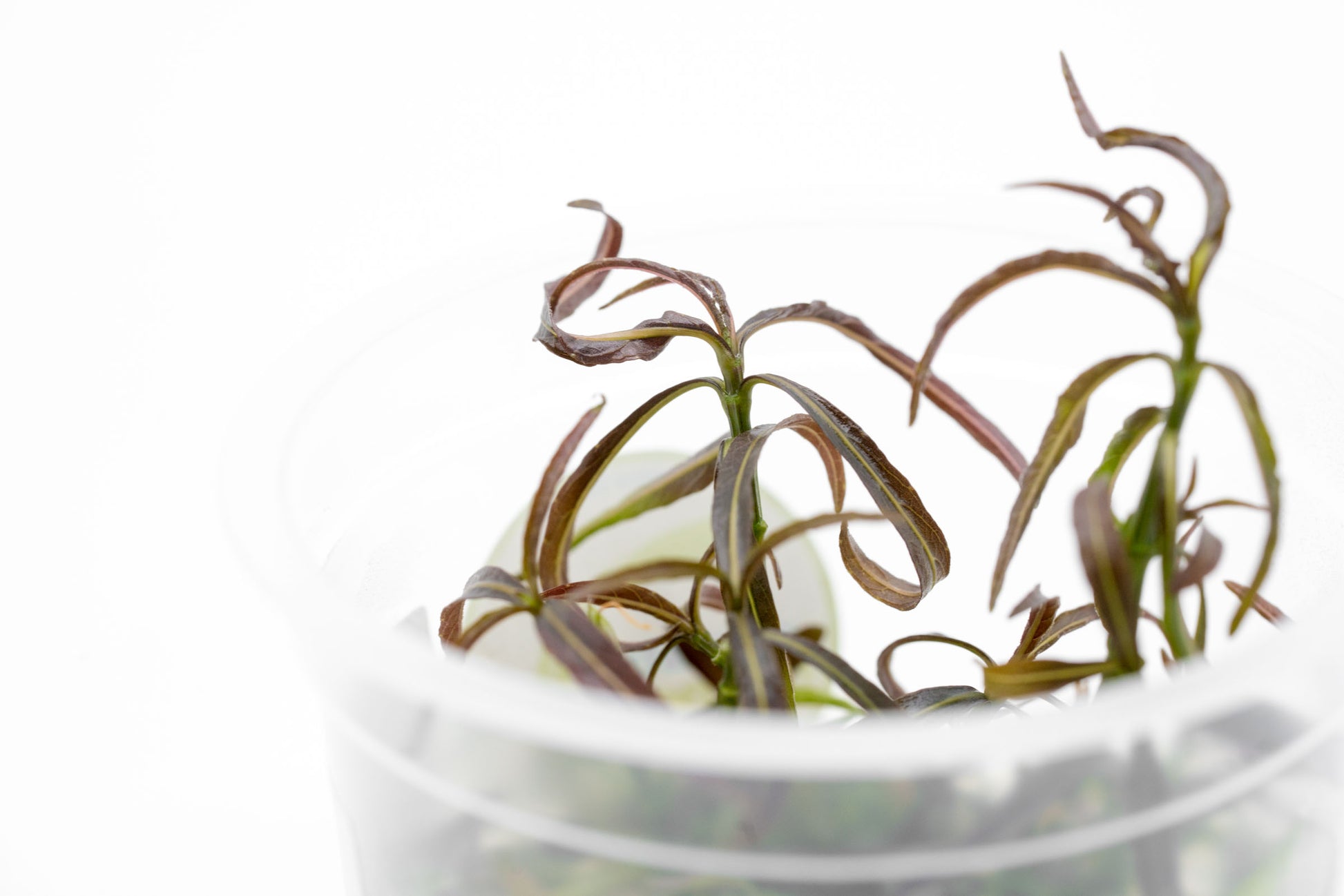 Shop Hygrophila Lancea Araguaia Aquatic Plants - Glass Aqua