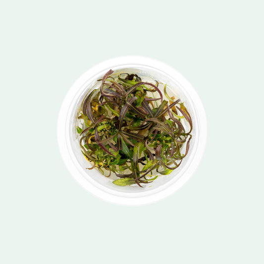 Shop Hygrophila Lancea Araguaia Aquatic Plants - Glass Aqua