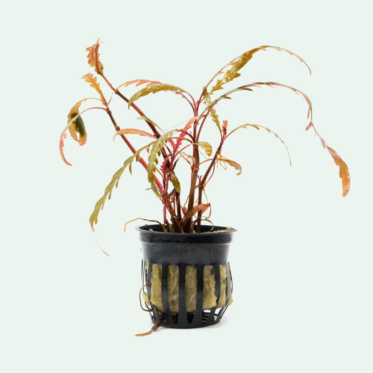 Shop Hygrophila Pinnatifida Aquatic Plants - Glass Aqua