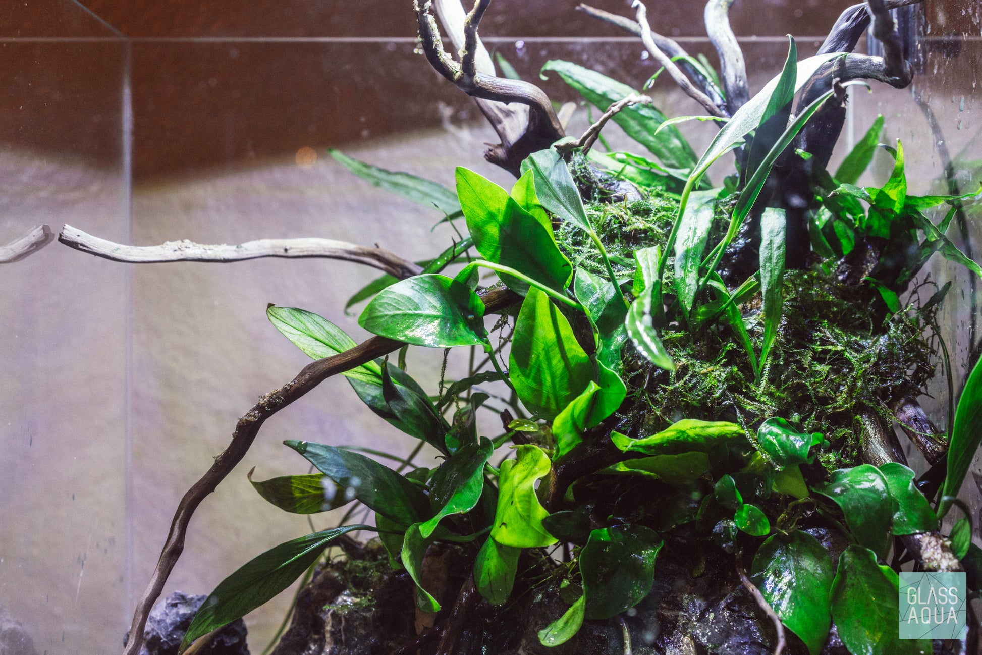 Java Moss - Glass Aqua