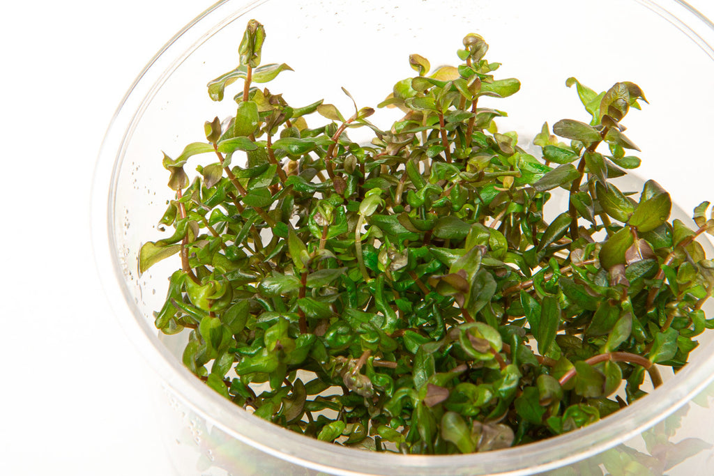 Shop Rotala Macrandra Tissue Culture Aquatic Plants - Glass Aqua