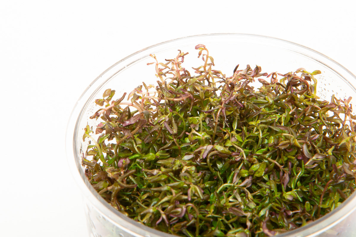 Shop Rotala Macrandra Mini Tissue Culture Aquatic Plants - Glass Aqua