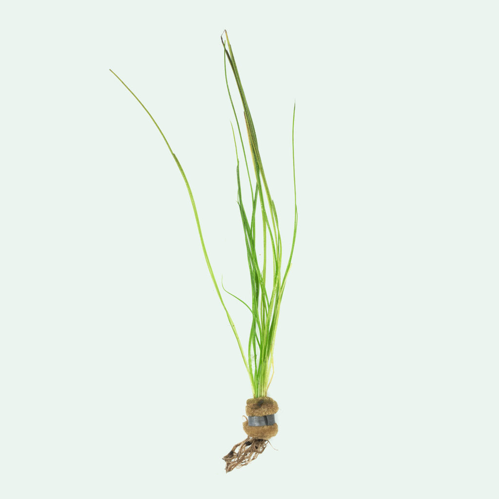 Isoetes Japonica - Glass Aqua