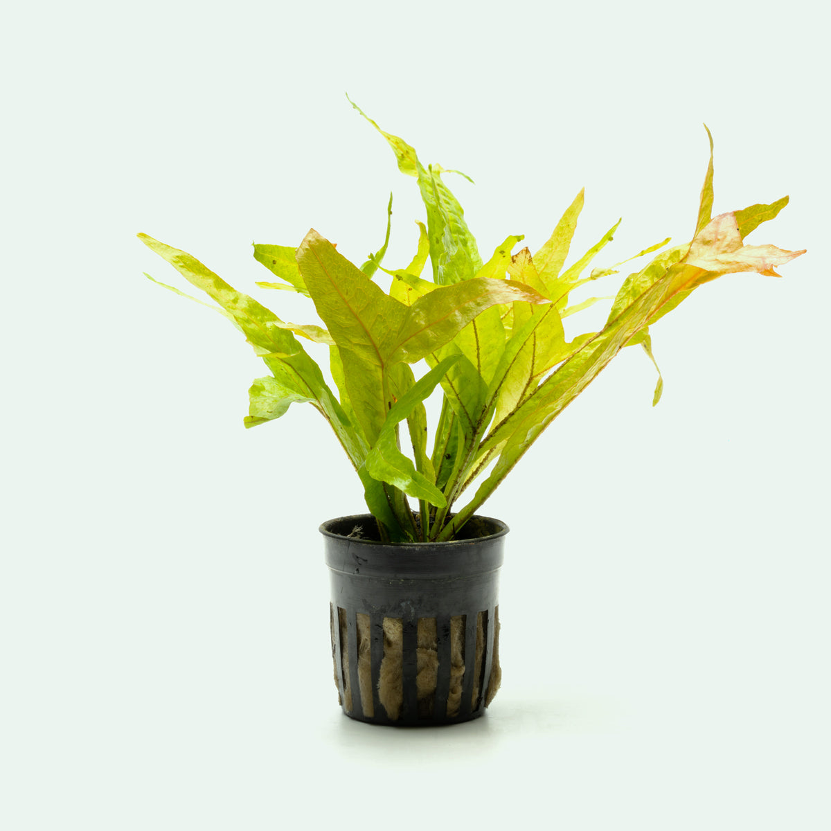 Microsorum Pteropus Fishtail - Glass Aqua