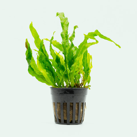 Shop Microsorum Pteropus Flaming Aquatic Plants - Glass Aqua