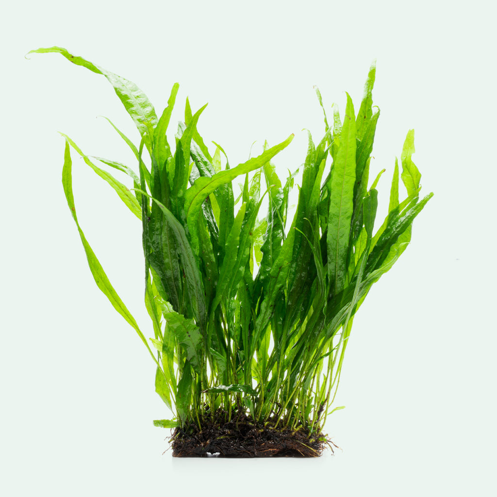 Microsorum Pteropus Narrow Mat - Glass Aqua