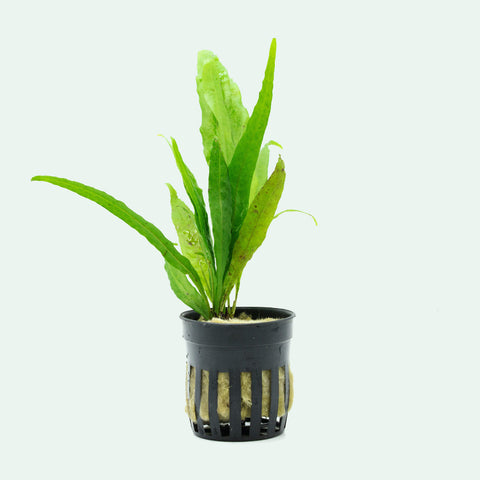 Shop Microsorum Pteropus Narrow Leaf Aquatic Plants - Glass Aqua