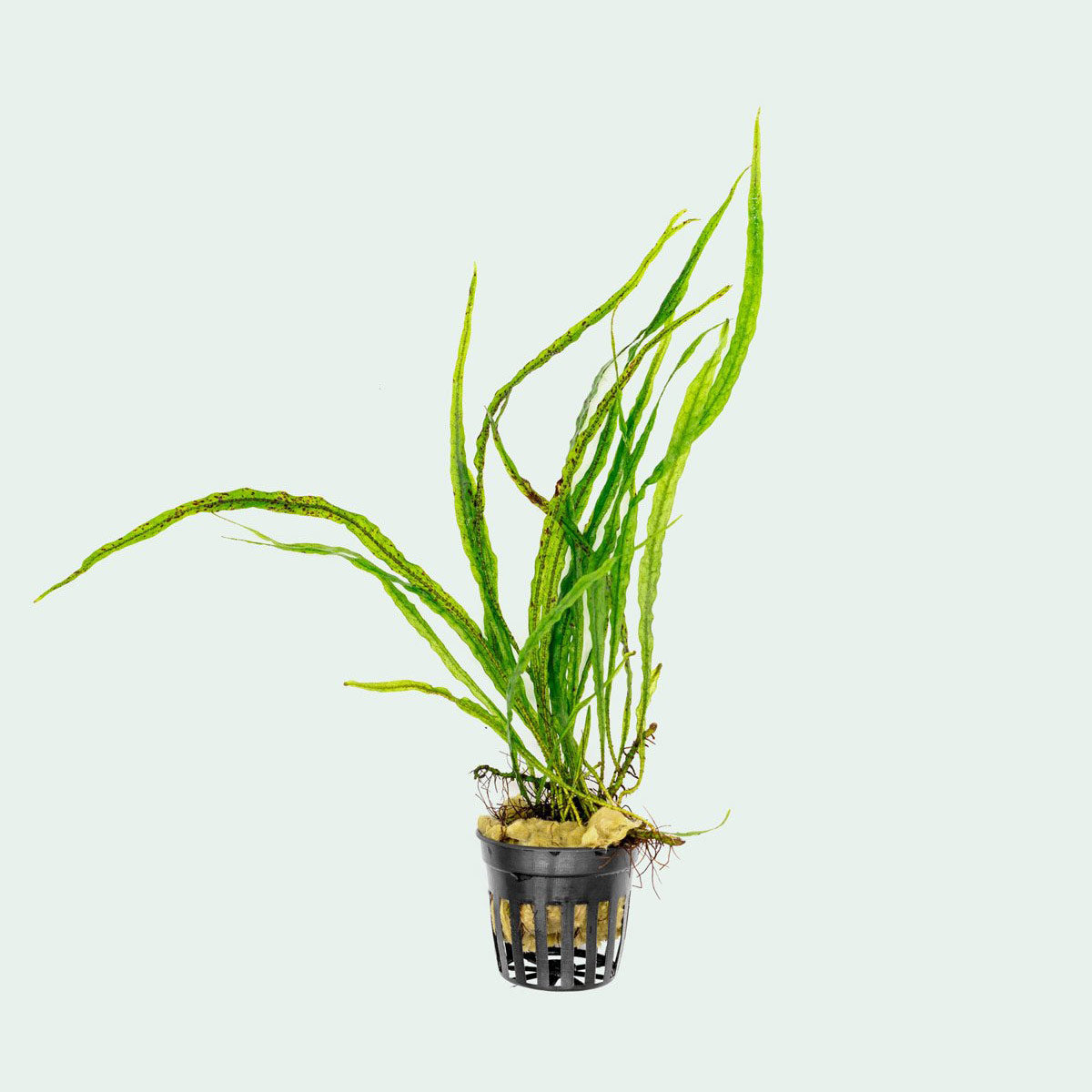 Shop Microsorum Pteropus Needle Leaf Aquatic Plants - Glass Aqua