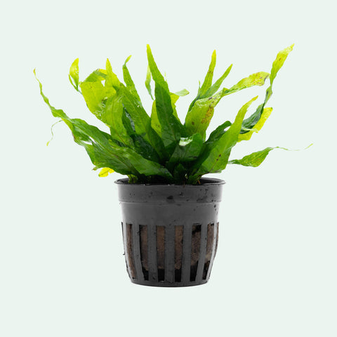 Shop Microsorum Pteropus Petite Aquatic Plants - Glass Aqua