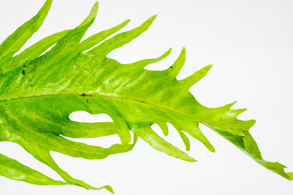 Microsorum Pteropus Java Fern Sunrise Easy Beginner Aquarium Plant