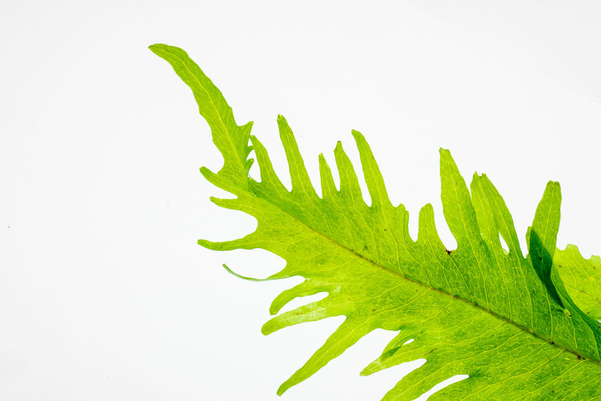 Microsorum Pteropus Java Fern Sunrise Easy Beginner Aquarium Plant