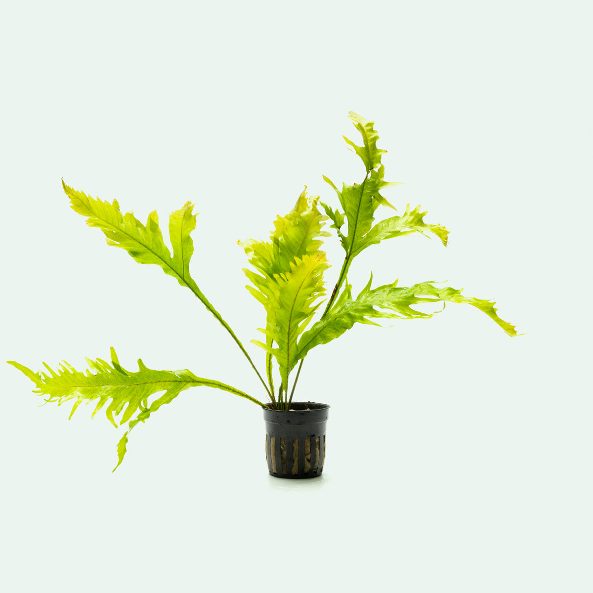 Microsorum Pteropus Java Fern Sunrise Easy Beginner Aquarium Plant