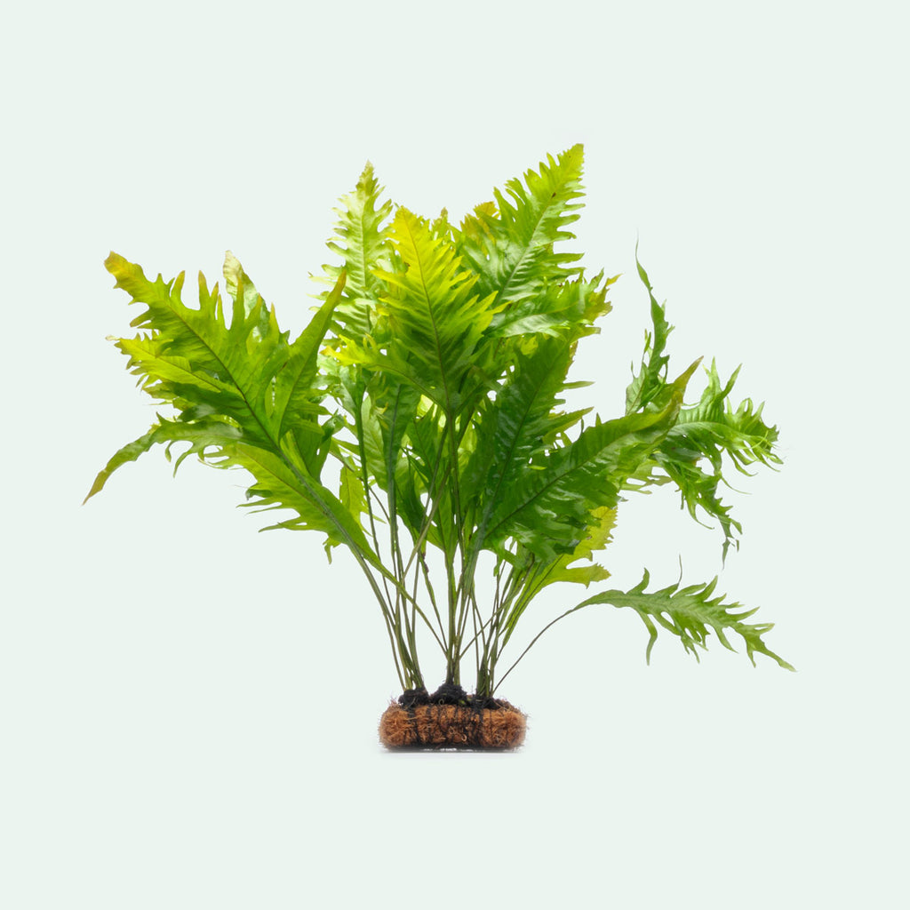 Microsorum Pteropus Sunrise Mat - Glass Aqua