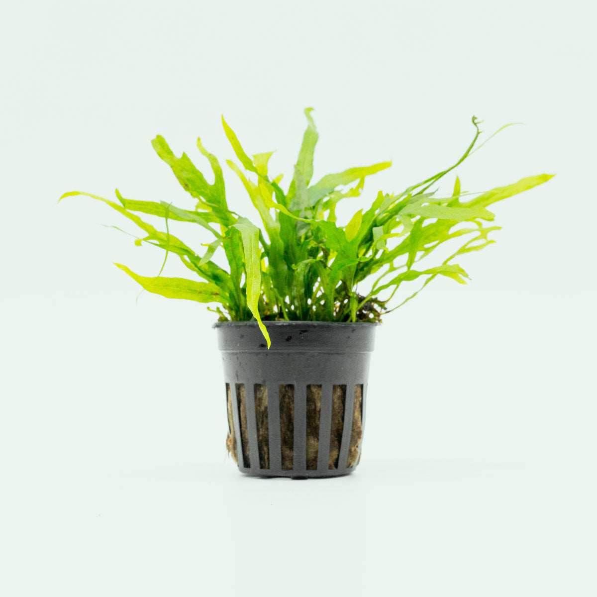 Shop Microsorum Pteropus Trident Mini  - Glass Aqua