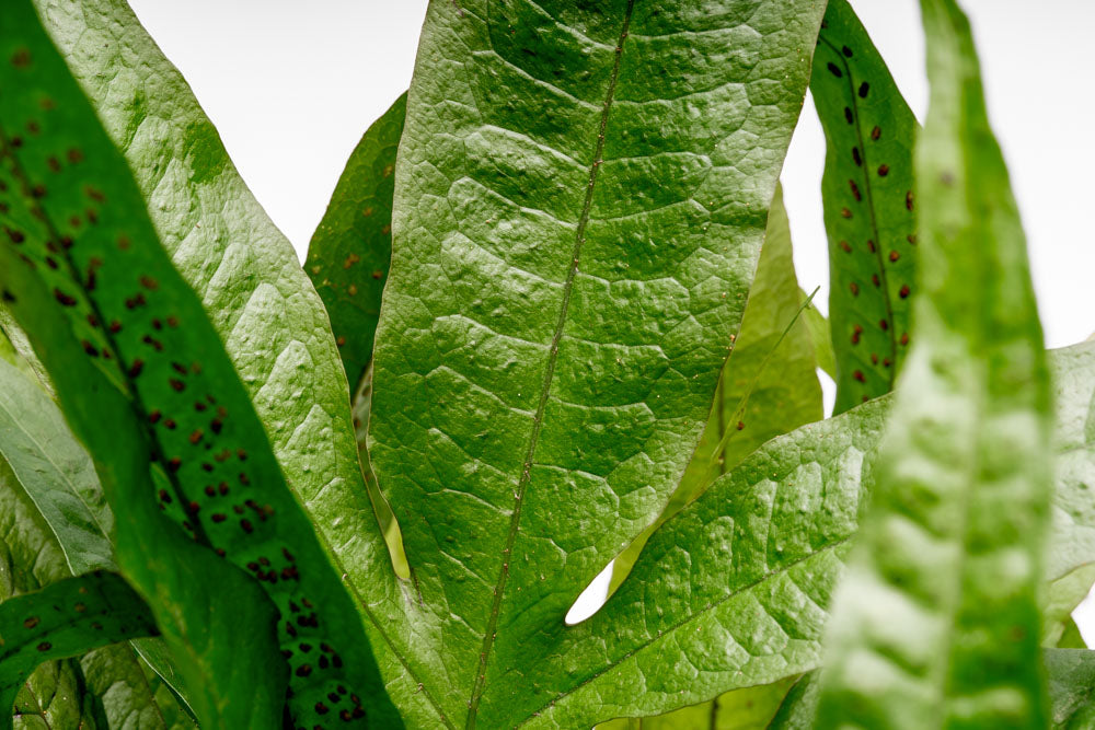 Microsorum Pteropus Java Fern | Beginner Aquarium Plants - Glass Aqua