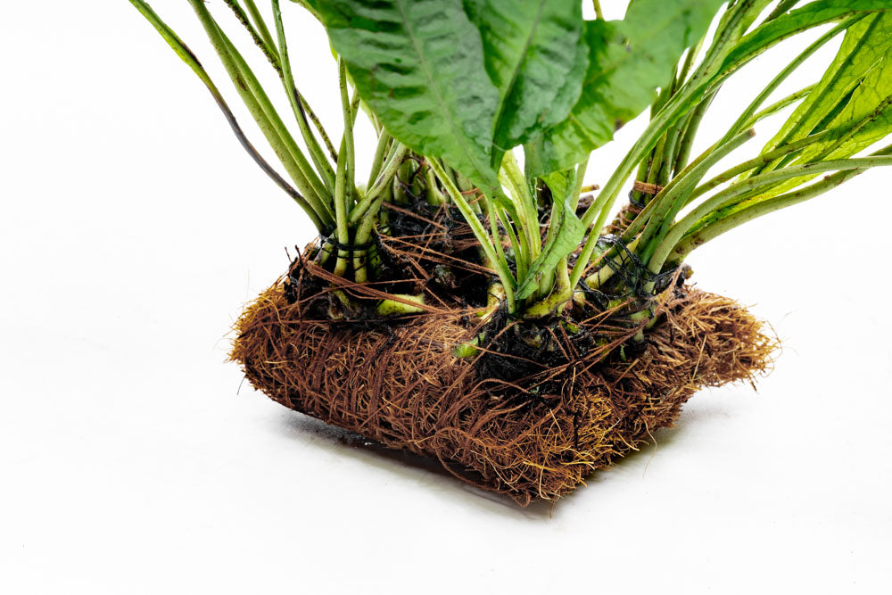 Microsorum Pteropus Java Fern | Beginner Aquarium Plants - Glass Aqua