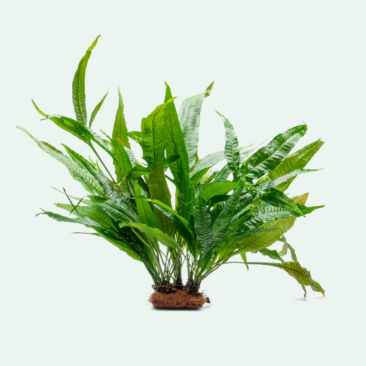 Microsorum Pteropus Java Fern | Beginner Aquarium Plants - Glass Aqua