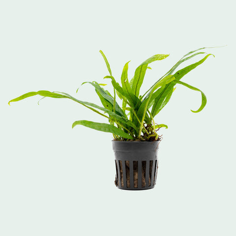 Shop Microsorum Pteropus Philippine Mini Aquatic Plants - Glass Aqua