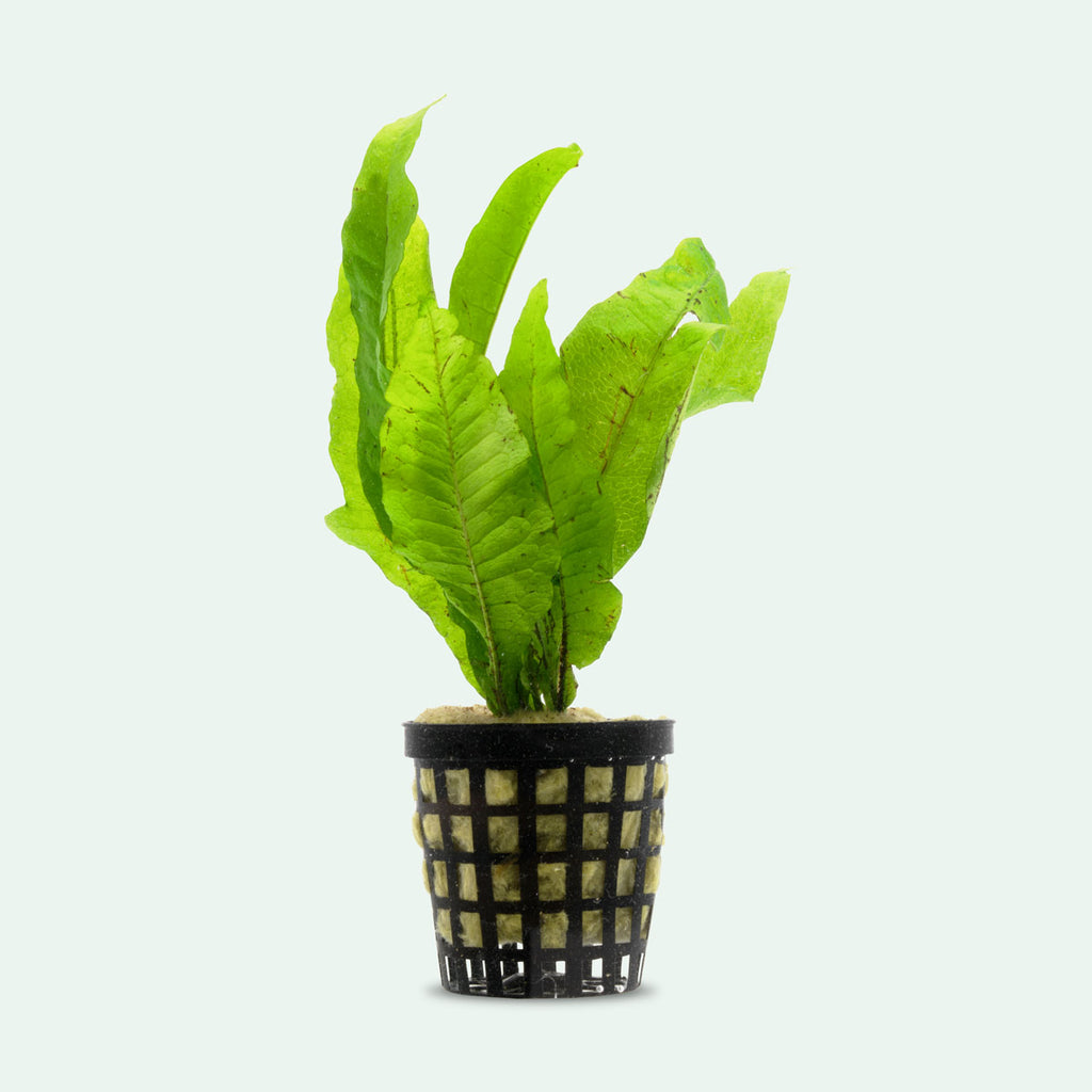 Java Fern Microsorum Pteropus Easy Beginner Aquatic Aquarium Plant ...