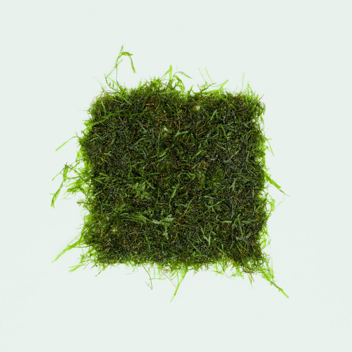Java Moss Large Mat Easy Aquatic Plant for Planted Aquarium Tank