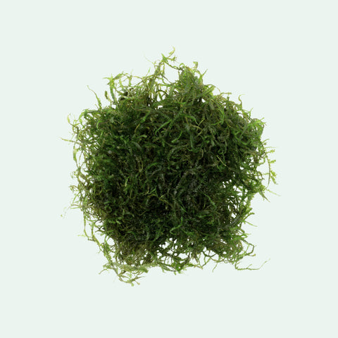 Java Moss - Glass Aqua