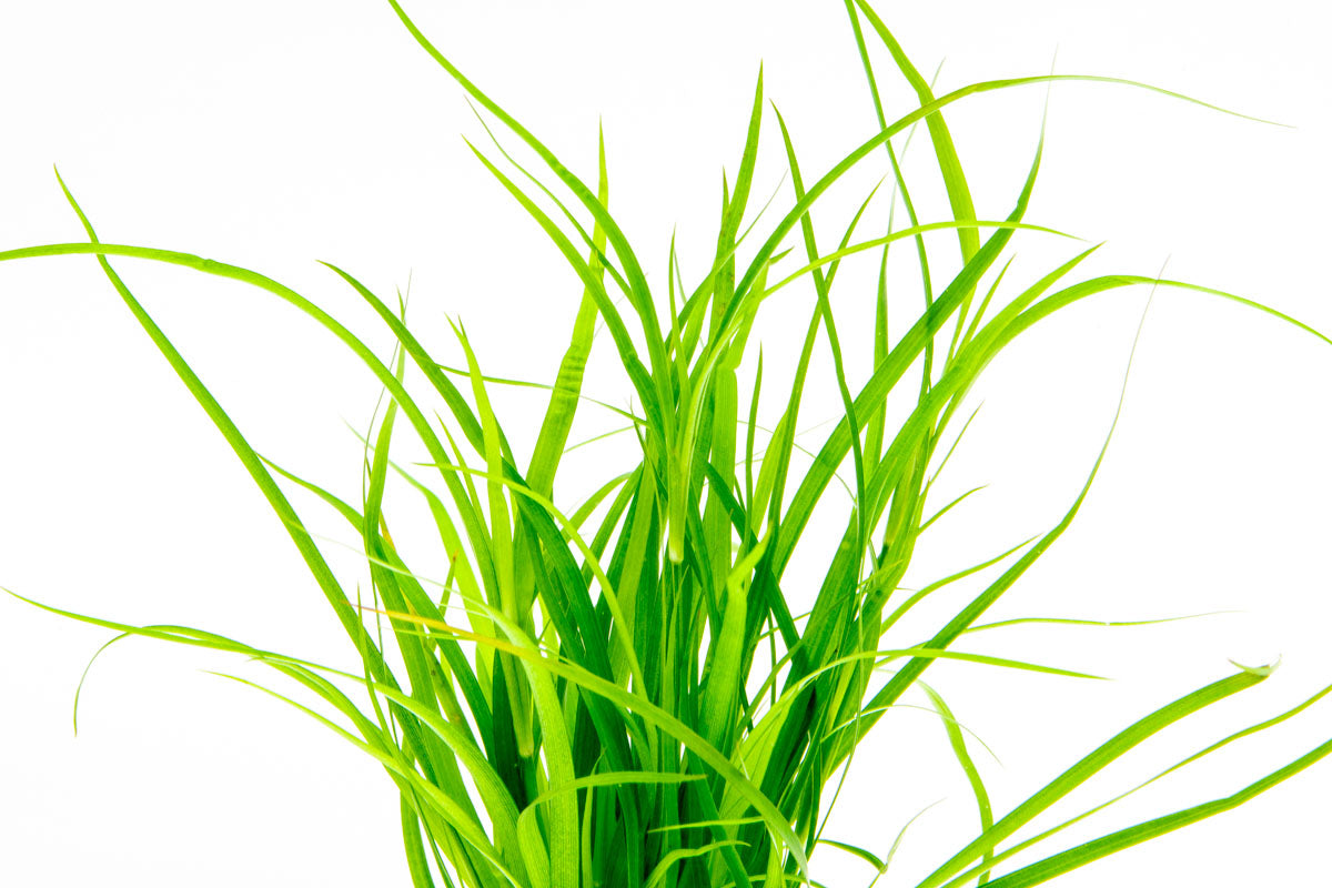Shop Juncus Repens Aquatic Plants - Glass Aqua