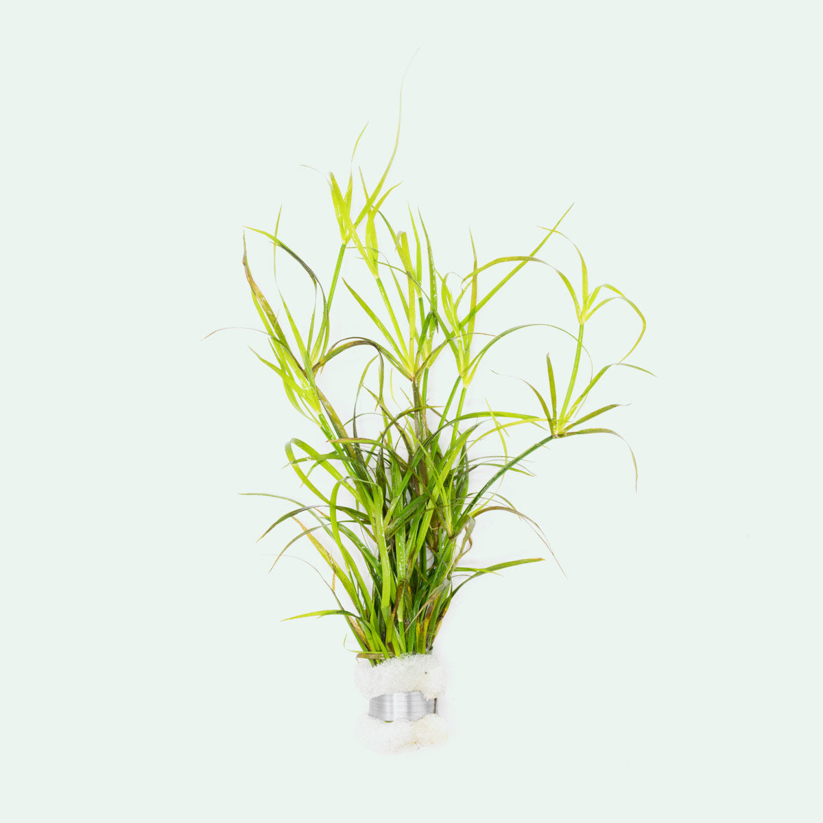 Shop Juncus Repens Aquatic Plants - Glass Aqua