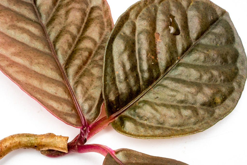 Labisia Sp Brown Rare Terrarium Vivarium House Plant