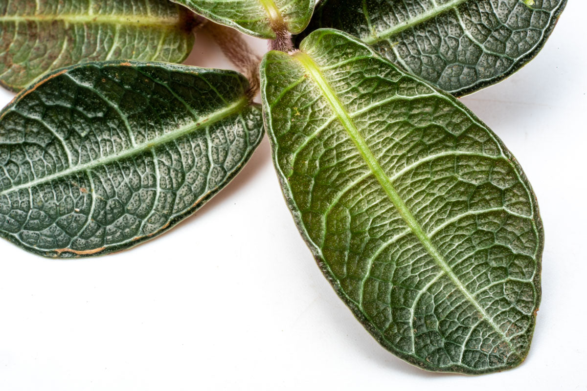 Labisia Plant Rare Terrarium Vivarium House Plant