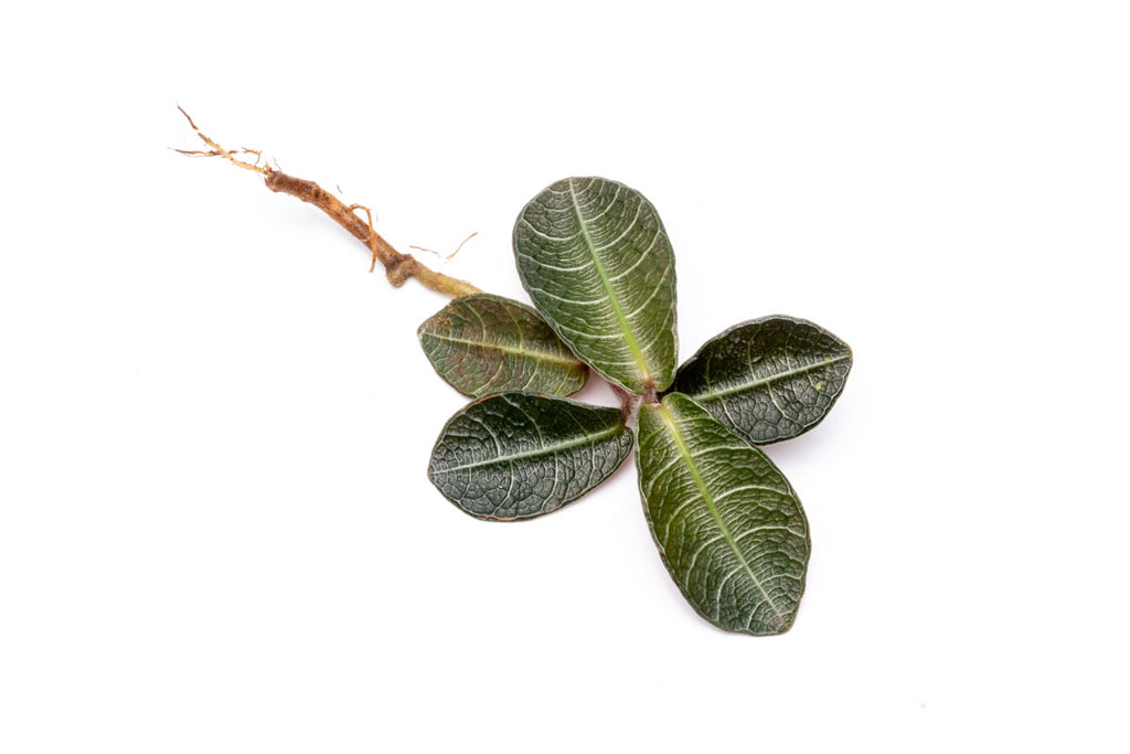 Labisia Plant Rare Terrarium Vivarium House Plant