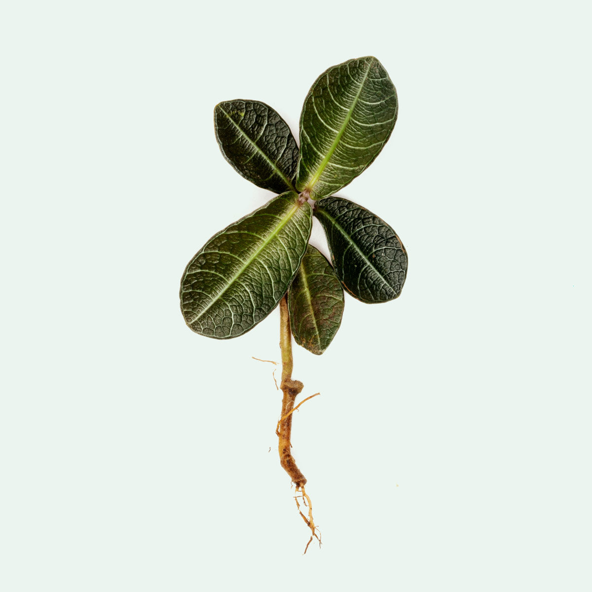 Labisia Plant Rare Terrarium Vivarium House Plant