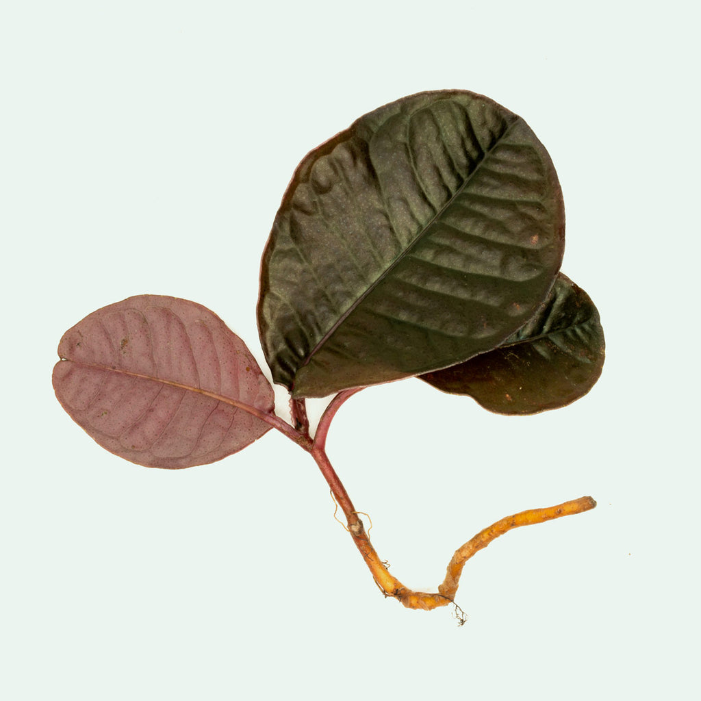 Labisia Sp Brown Rare Terrarium Vivarium House Plant