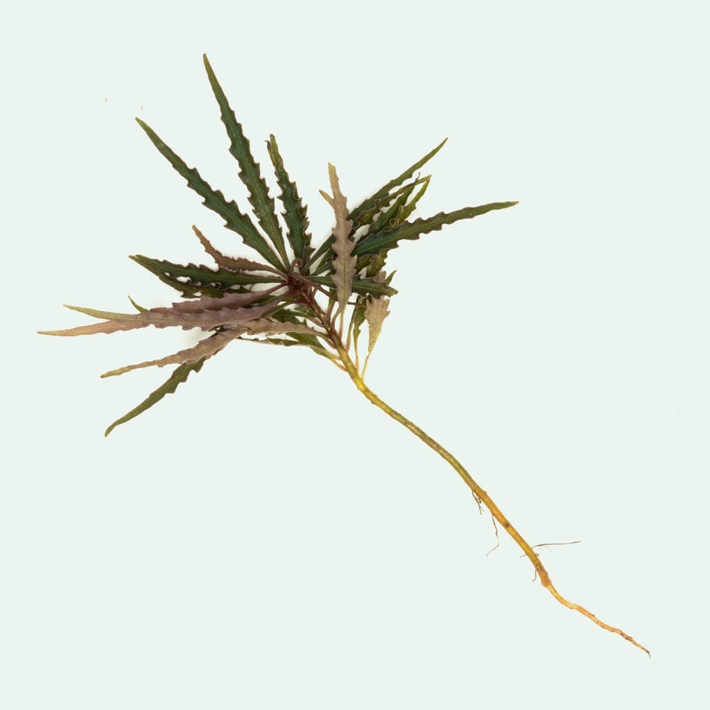Labisia Sp Pinnatifidum Rare Terrarium Vivarium House Plant