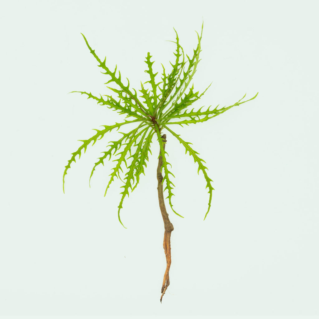 Labisia Sp Pinnatifidum Green Rare Terrarium Vivarium House Plant