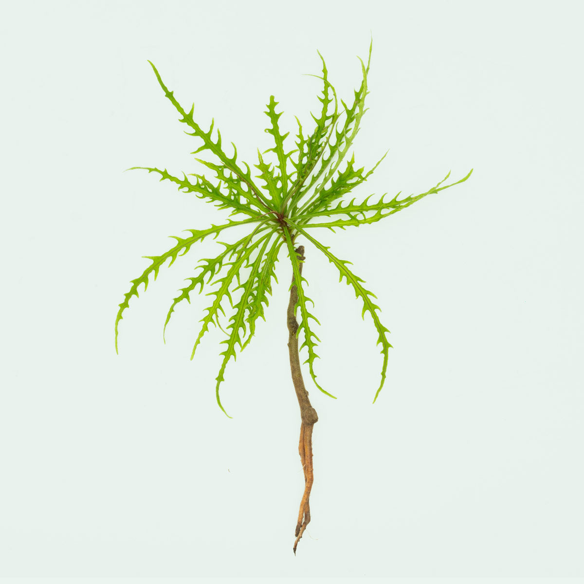 Labisia Sp Pinnatifidum Green Rare Terrarium Vivarium House Plant