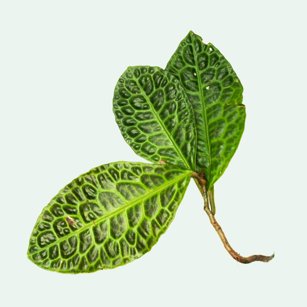 Labisia Ardisia Sp Turtle Back Rare Terrarium Vivarium House Plant
