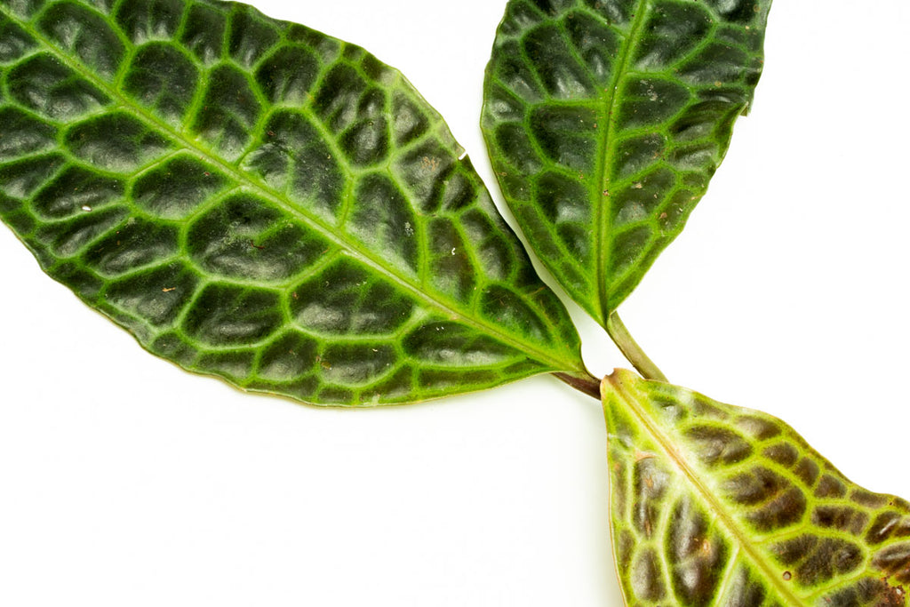 Labisia Ardisia Sp Turtle Back Rare Terrarium Vivarium House Plant