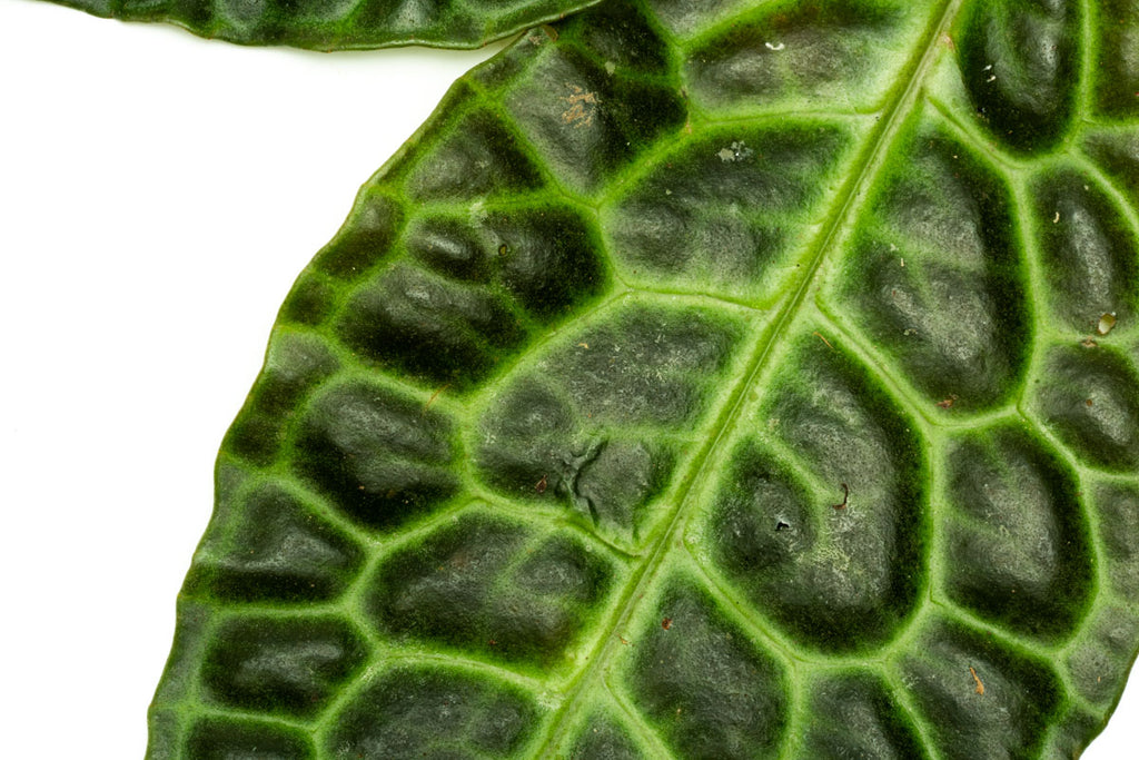 Labisia Ardisia Sp Turtle Back Rare Terrarium Vivarium House Plant