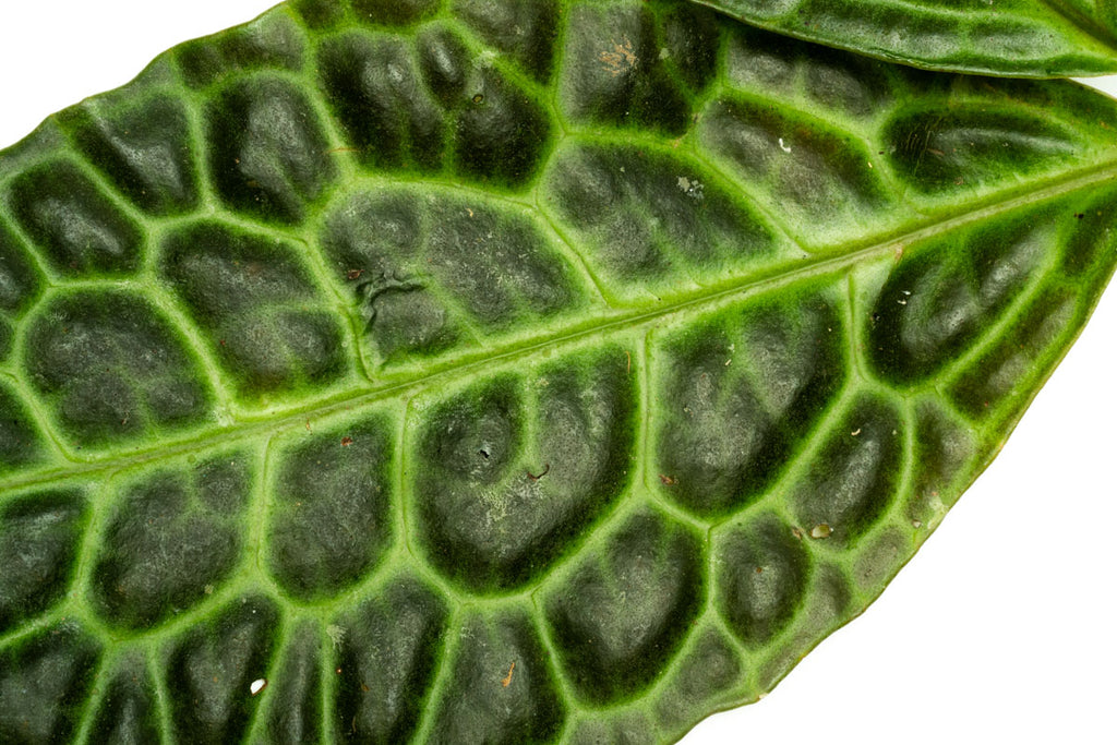 Labisia Ardisia Sp Turtle Back Rare Terrarium Vivarium House Plant
