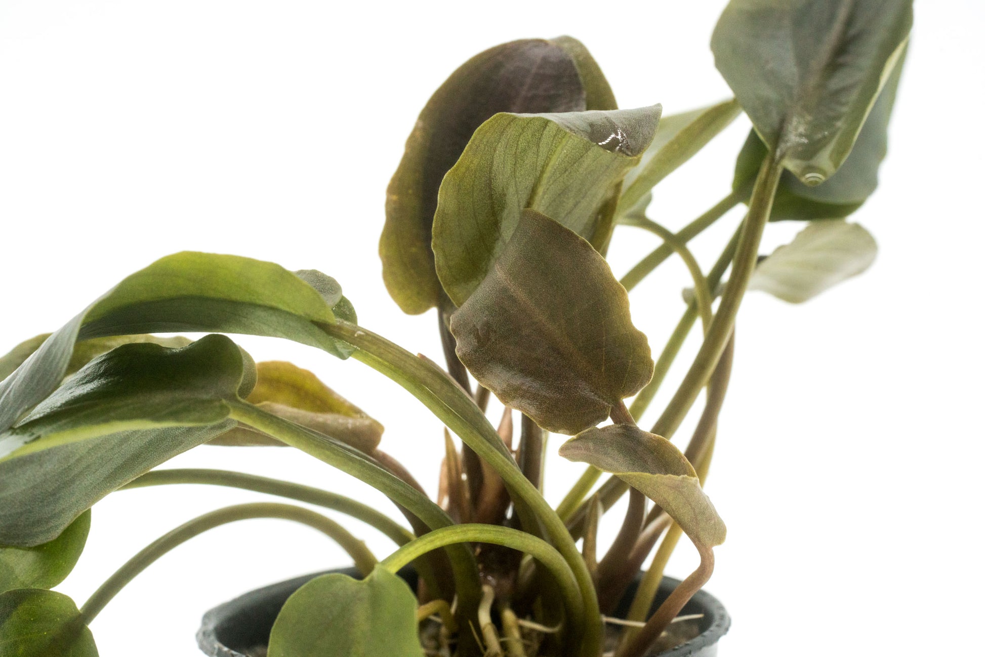 Shop Lagenandra Meeboldii Red Aquatic Plants - Glass Aqua