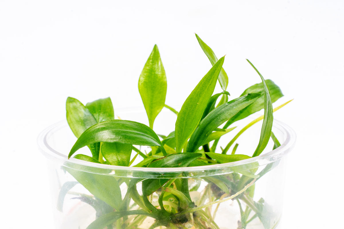 Lagenandra Thwaitesii - Glass Aqua
