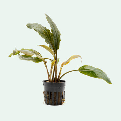 Lagenandra Keralensis (Meeboldii Red Long) Aquatic Plant | Glass Aqua