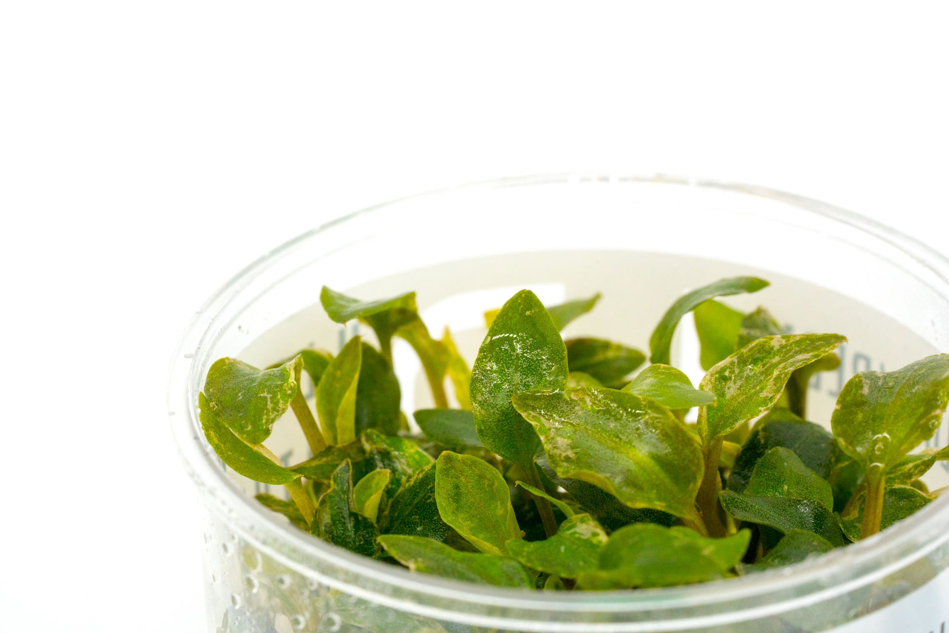 Shop Lagenandra Meeboldii Red Aquatic Plants - Glass Aqua