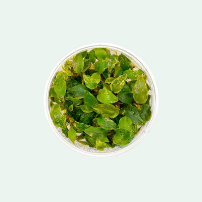 Shop Lagenandra Meeboldii Red Aquatic Plants - Glass Aqua